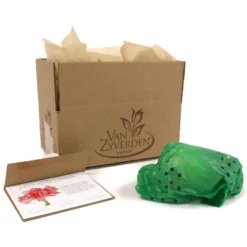 Van Zyverden Amaryllis Pink Double Time Flower Bulb -Home Improvement Store GUEST f31c2651 1ac4 4ac0 949e 3bef38883549