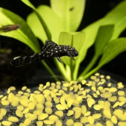 Garden Stones-200 Count Glow In The Dark Solar Pathway Pebble Lights-Decorative Glowing Rocks By Nature Spring (Yellow) -Home Improvement Store GUEST f3731409 b25b 4522 9c3b 3f6730d01f1a