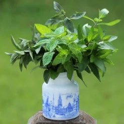 Burpee Herb 'Chocolate Mint' 1pc Seasonal Grown In All U.S.D.A. Hardiness Zones National Plant Network 4" -Home Improvement Store GUEST f99c31b0 df55 4080 a8a3 9208a1aa67fb